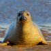 Seal 091206_2